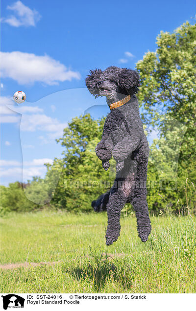 Kleinpudel / Royal Standard Poodle / SST-24016
