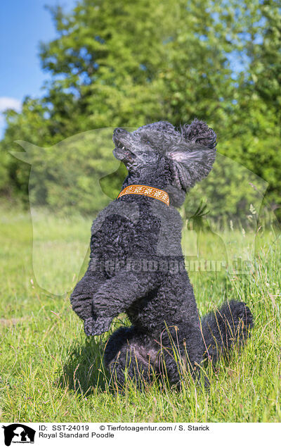 Kleinpudel / Royal Standard Poodle / SST-24019