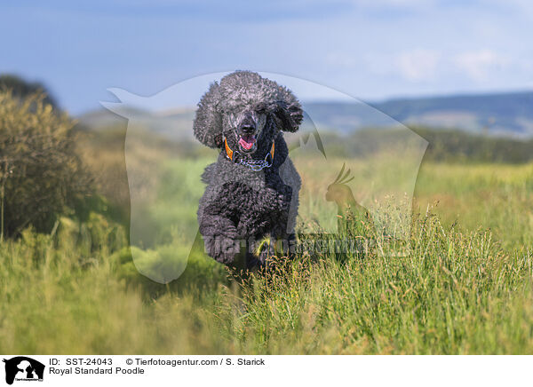 Kleinpudel / Royal Standard Poodle / SST-24043