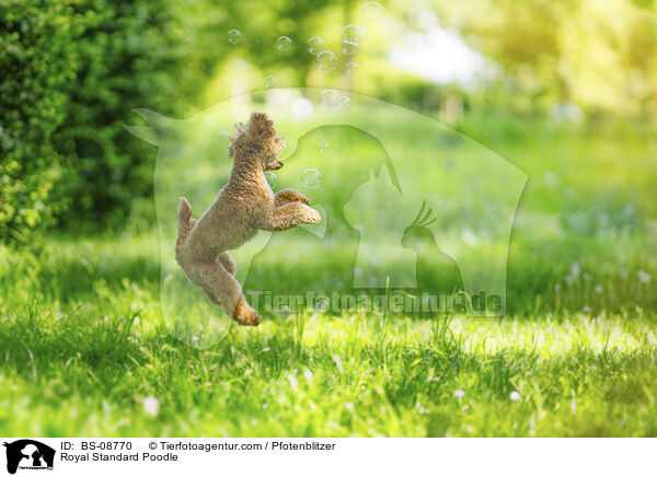 Kleinpudel / Royal Standard Poodle / BS-08770