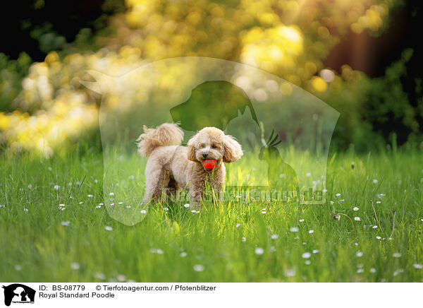 Kleinpudel / Royal Standard Poodle / BS-08779