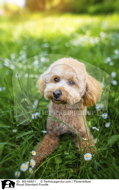 Kleinpudel / Royal Standard Poodle / BS-08801