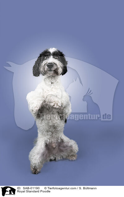 Kleinpudel / Royal Standard Poodle / SAB-01190