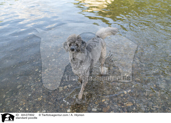 standard poodle / AH-07892