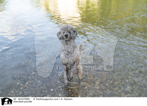 Kleinpudel / standard poodle / AH-07895