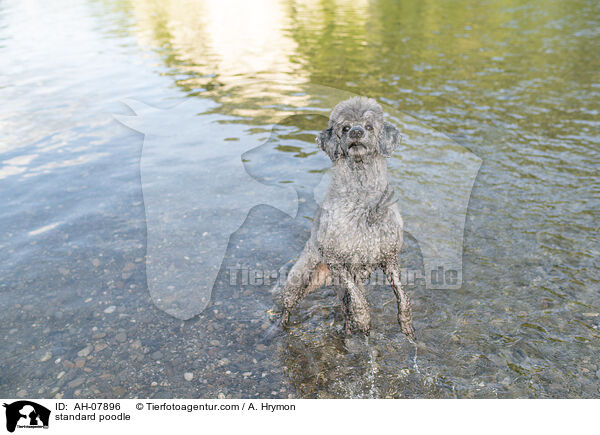 Kleinpudel / standard poodle / AH-07896