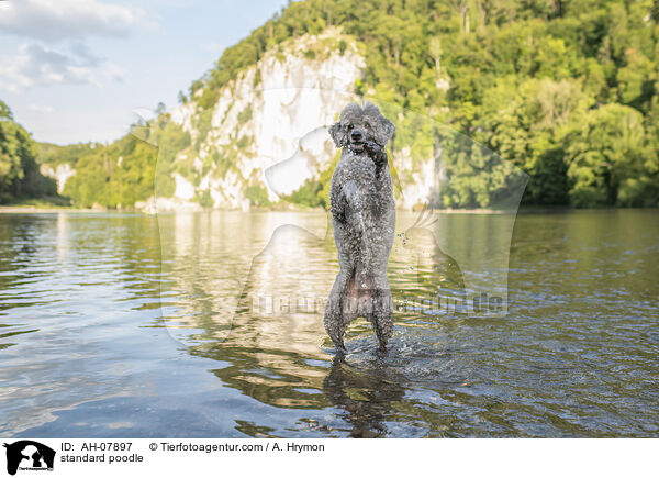 Kleinpudel / standard poodle / AH-07897
