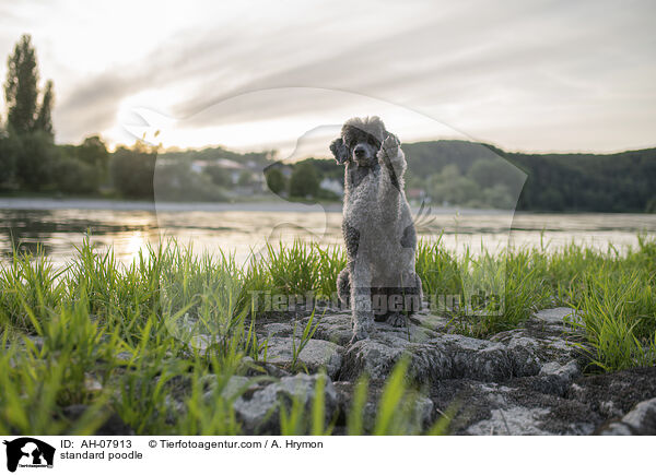 standard poodle / AH-07913