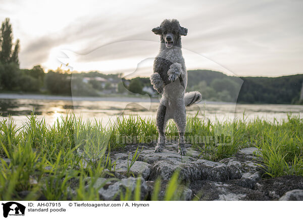 Kleinpudel / standard poodle / AH-07915