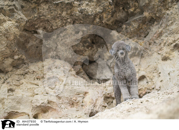 Kleinpudel / standard poodle / AH-07930