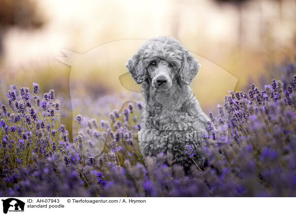 standard poodle / AH-07943