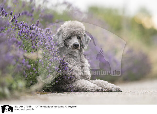 standard poodle / AH-07946