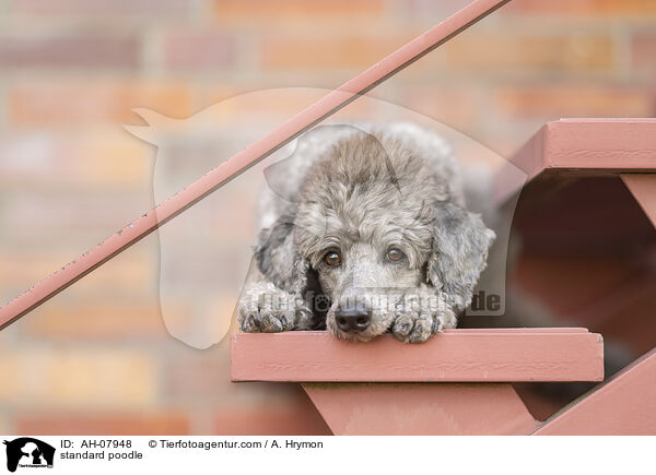 standard poodle / AH-07948