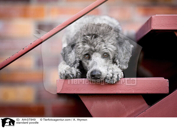 standard poodle / AH-07949