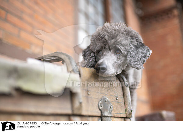 Kleinpudel / standard poodle / AH-07953