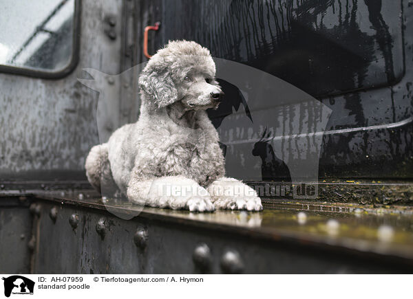 Kleinpudel / standard poodle / AH-07959