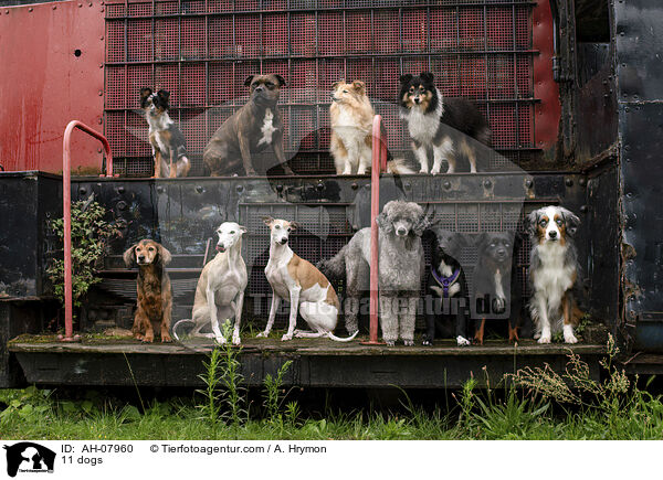 11 Hunde / 11 dogs / AH-07960