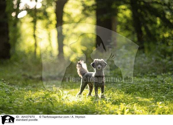 standard poodle / AH-07970
