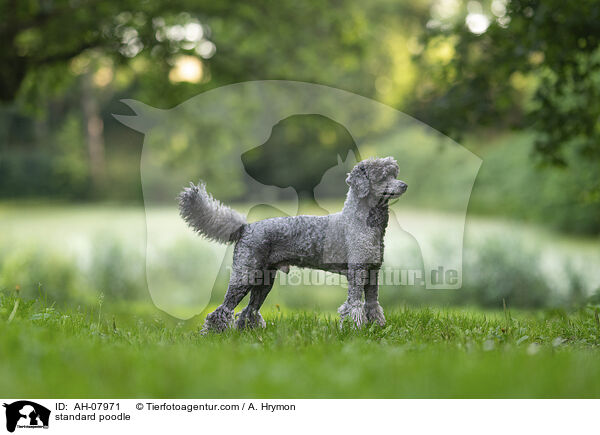 standard poodle / AH-07971