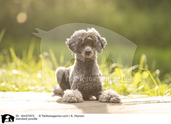 standard poodle / AH-07972