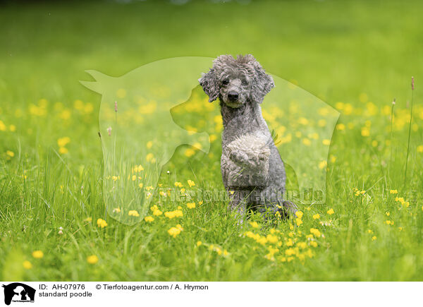 standard poodle / AH-07976