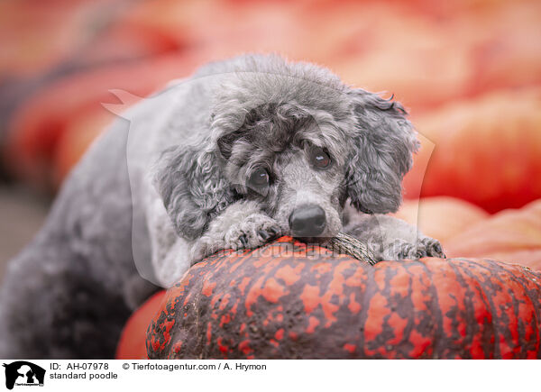 Kleinpudel / standard poodle / AH-07978