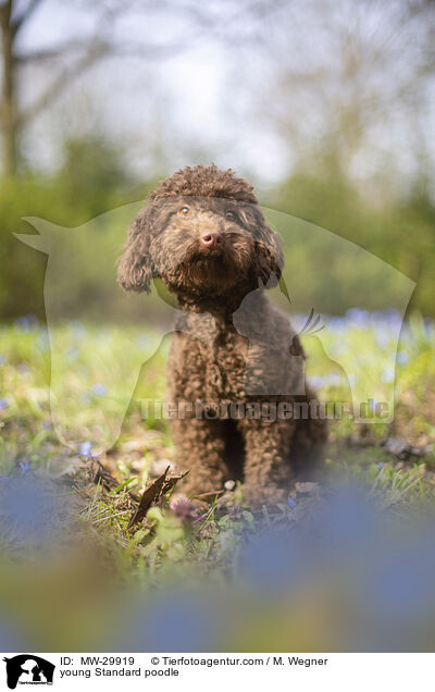 young Standard poodle / MW-29919