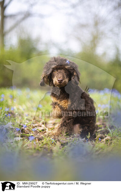 Kleinpudel Welpe / Standard Poodle puppy / MW-29927