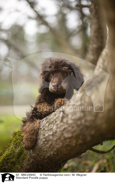 Standard Poodle puppy / MW-29940