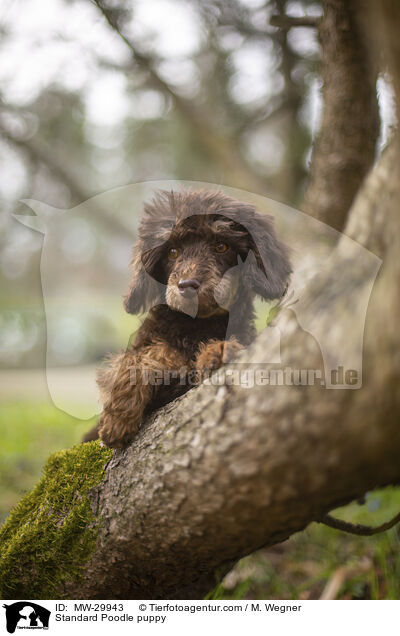 Kleinpudel Welpe / Standard Poodle puppy / MW-29943