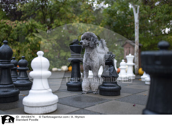Kleinpudel / Standard Poodle / AH-08474