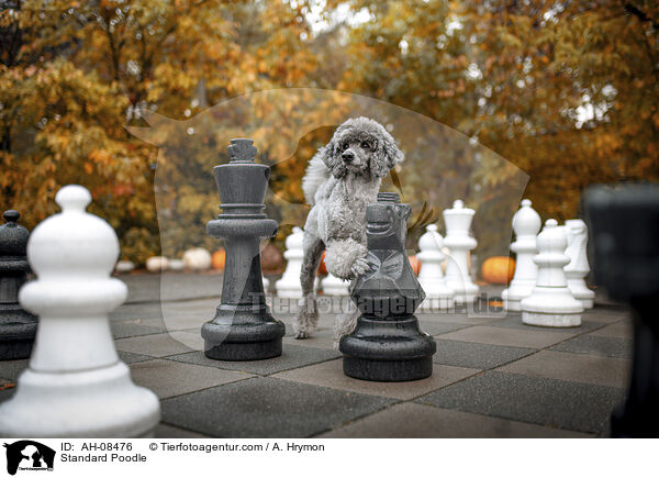 Kleinpudel / Standard Poodle / AH-08476