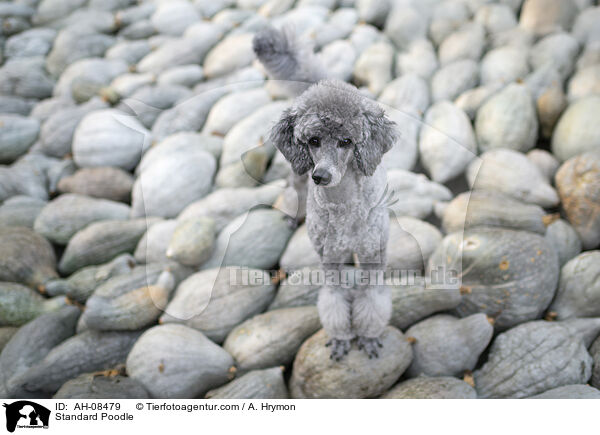 Kleinpudel / Standard Poodle / AH-08479