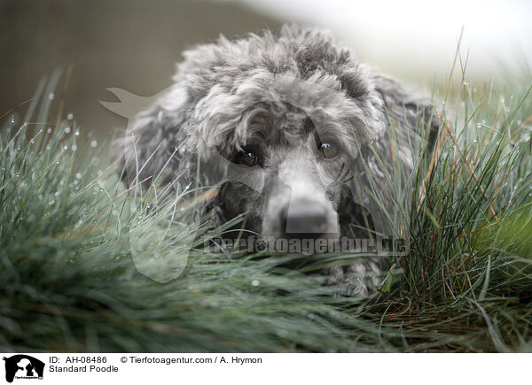 Kleinpudel / Standard Poodle / AH-08486