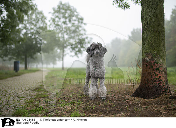 Kleinpudel / Standard Poodle / AH-08488