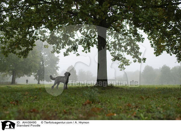 Kleinpudel / Standard Poodle / AH-08490