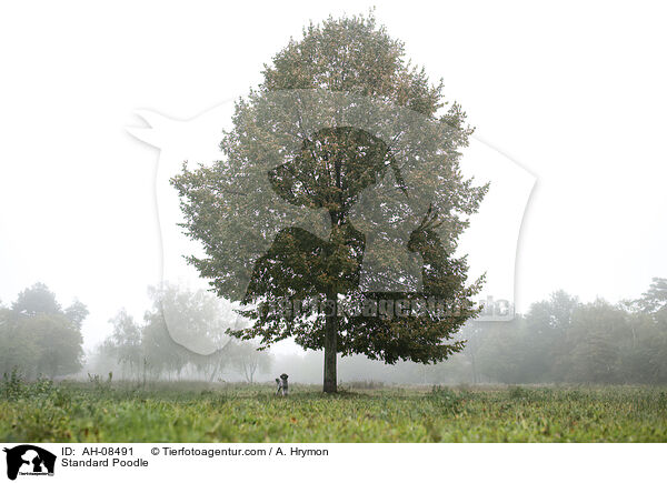Kleinpudel / Standard Poodle / AH-08491