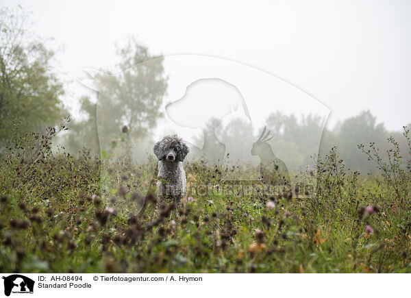 Kleinpudel / Standard Poodle / AH-08494
