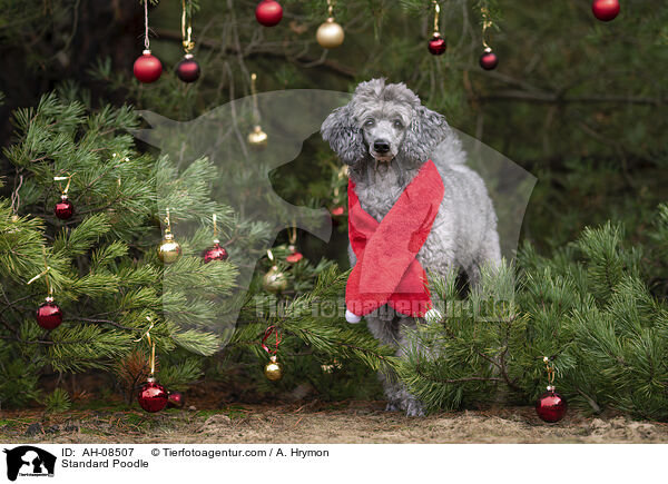 Kleinpudel / Standard Poodle / AH-08507