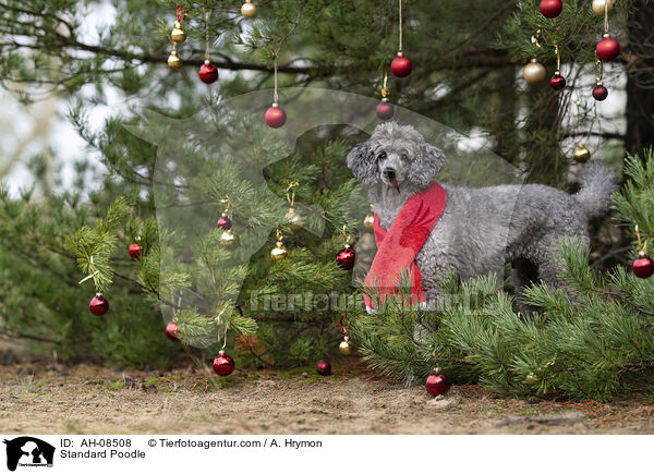 Kleinpudel / Standard Poodle / AH-08508