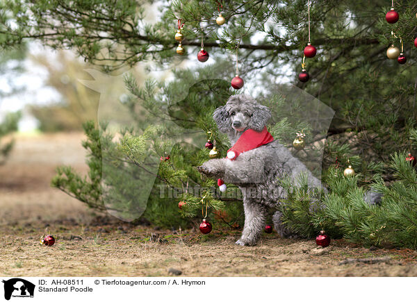 Kleinpudel / Standard Poodle / AH-08511