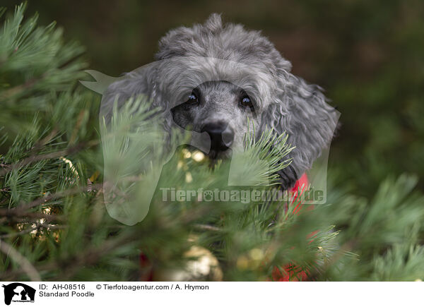 Standard Poodle / AH-08516