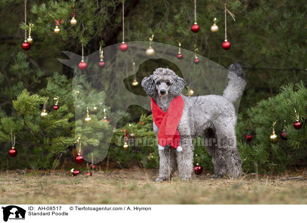 Kleinpudel / Standard Poodle / AH-08517