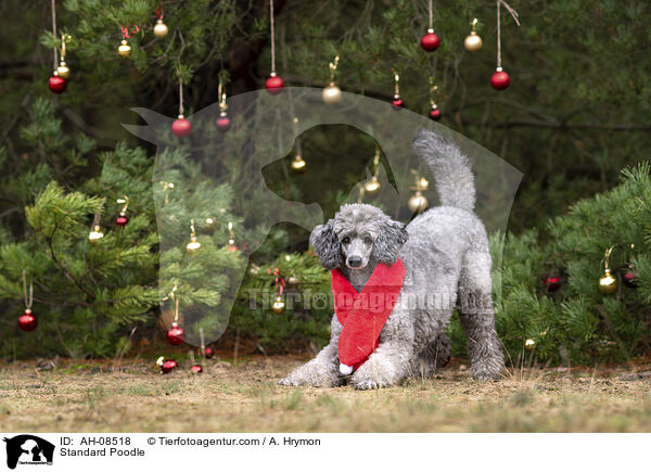 Kleinpudel / Standard Poodle / AH-08518