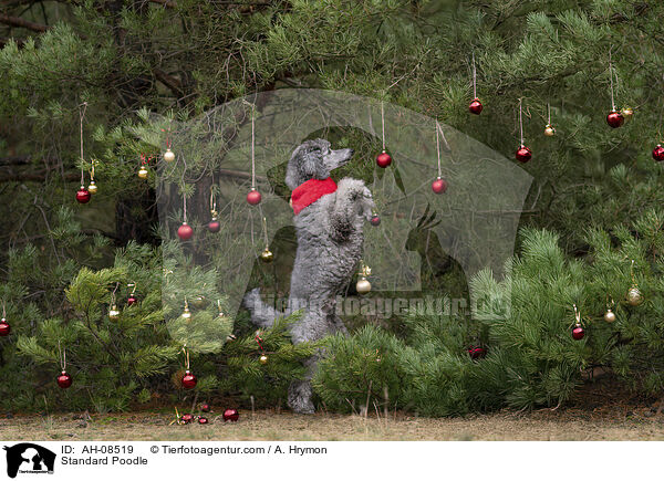Kleinpudel / Standard Poodle / AH-08519