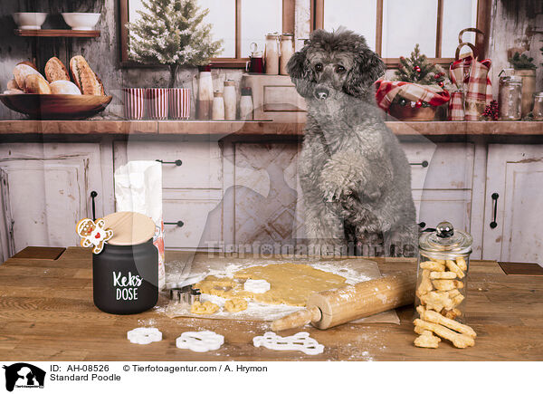 Kleinpudel / Standard Poodle / AH-08526