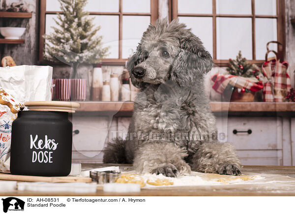 Kleinpudel / Standard Poodle / AH-08531