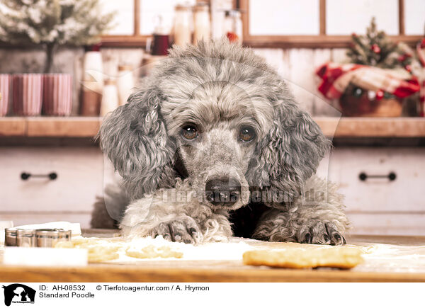 Kleinpudel / Standard Poodle / AH-08532