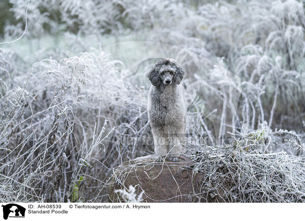 Kleinpudel / Standard Poodle / AH-08539