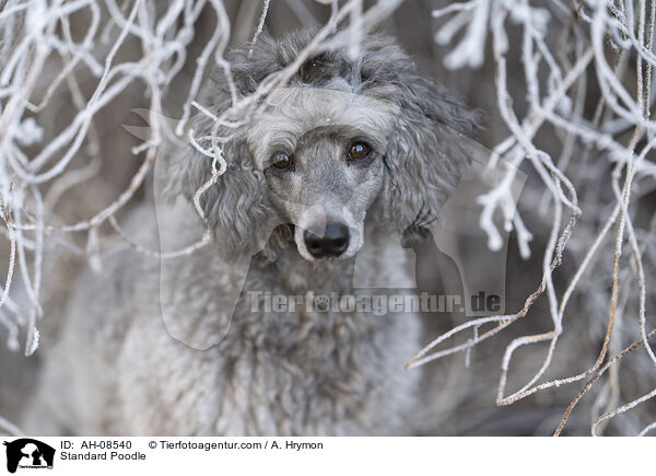 Kleinpudel / Standard Poodle / AH-08540